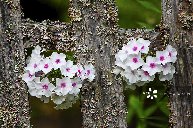 福禄考时光图片素材