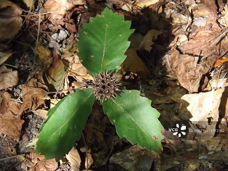 冬青嫩芽图片素材