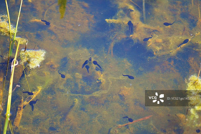 静水中的蝌蚪图片素材