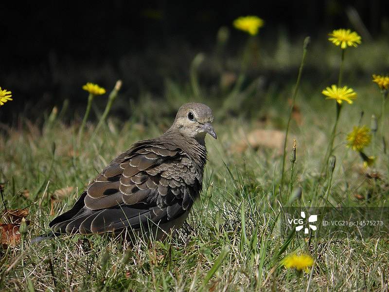 Mourning那里图片素材