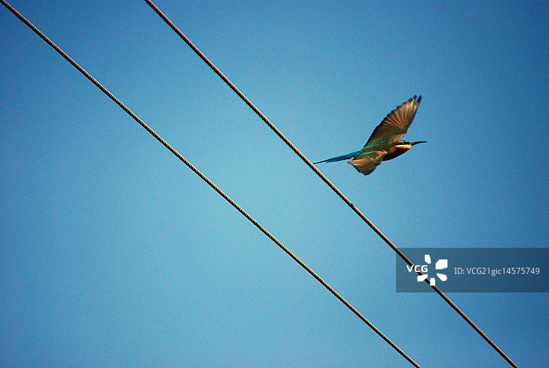 飞行中的蜂虎图片素材
