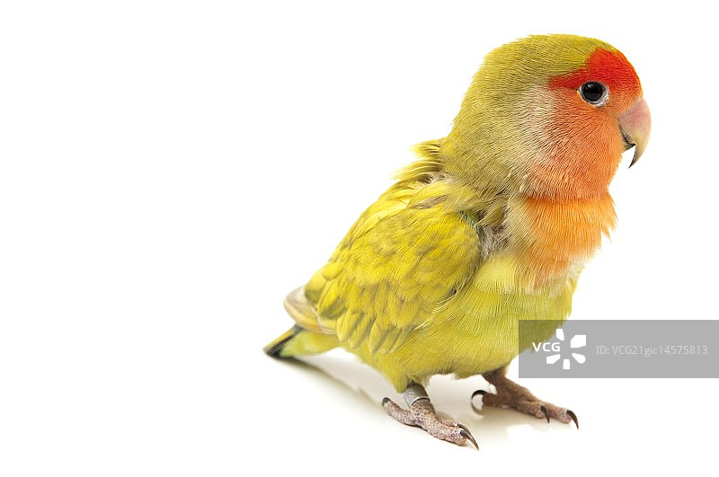 情侣鹦鹉的颜色图片素材