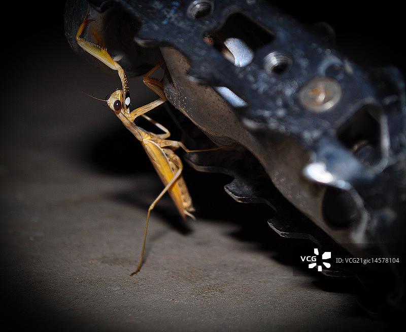 骑自行车的螳螂图片素材