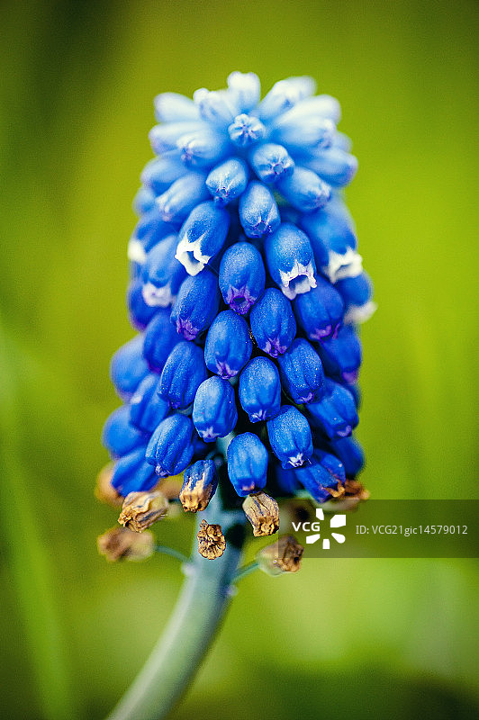蓝壶花图片素材