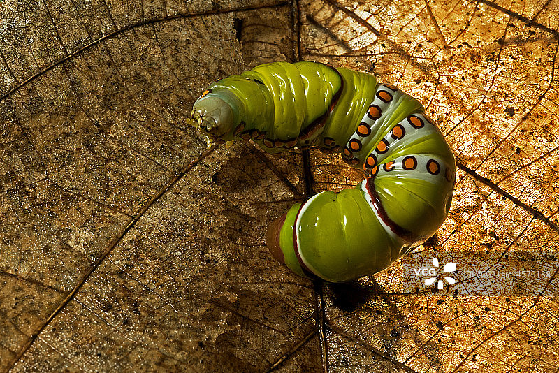 Naprepa Houla图片素材