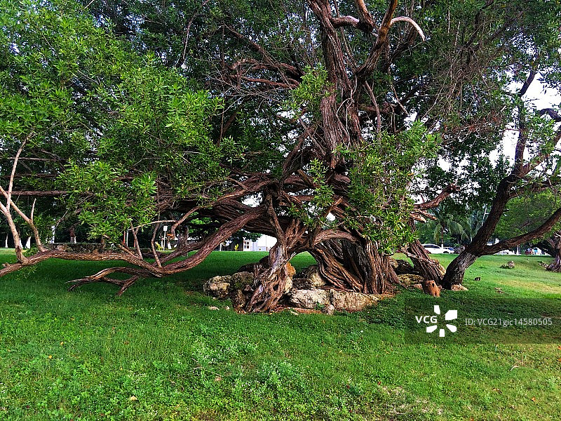 切图马尔，墨西哥图片素材
