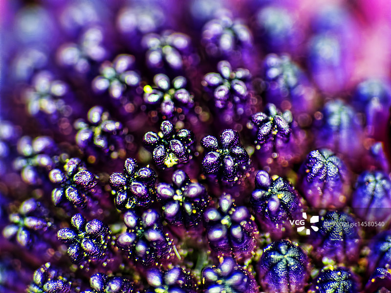 雏菊花的雄蕊图片素材