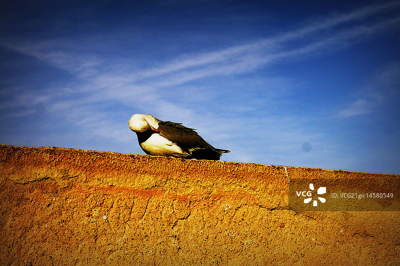 羽毛密度图片素材