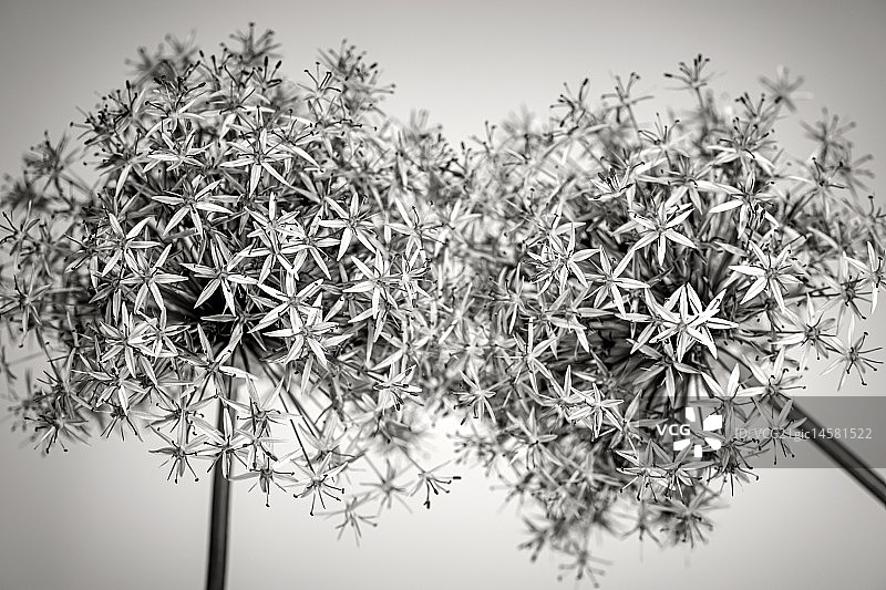 盛开的洋葱花图片素材