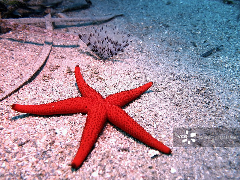 水下24.-CM图片素材