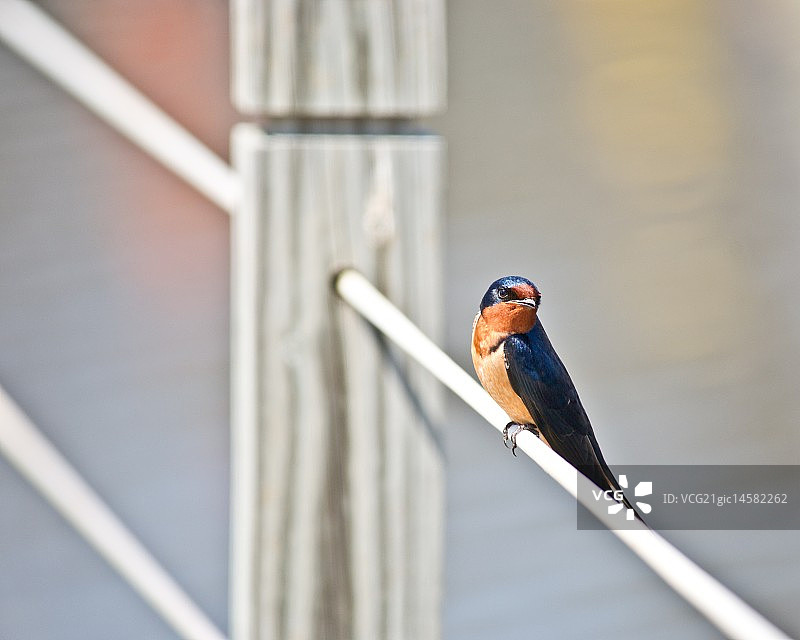 谷仓燕子图片素材