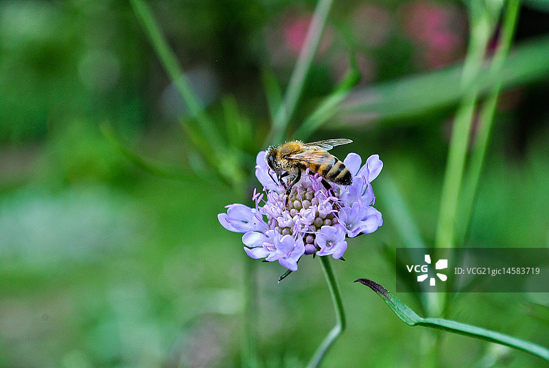 蜜蜂与蓝盆花图片素材