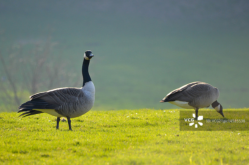 骄傲的鹅图片素材