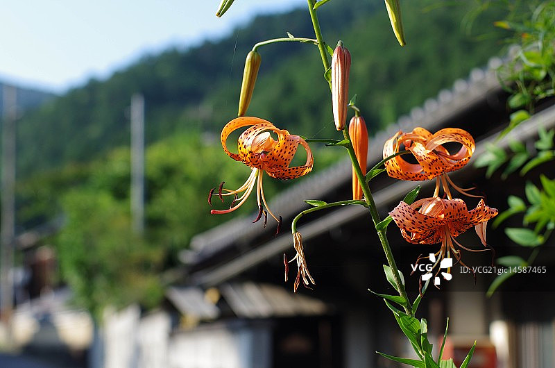 虎百合图片素材