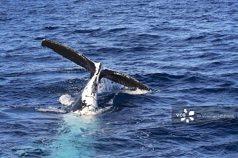 座头鲸鳍图片素材