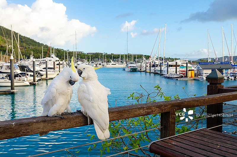 凤头鹦鹉图片素材