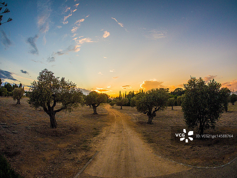橄榄树图片素材