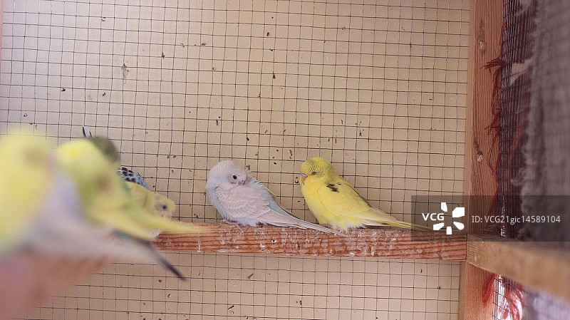 困倦的淡蓝色虎皮鹦鹉图片素材