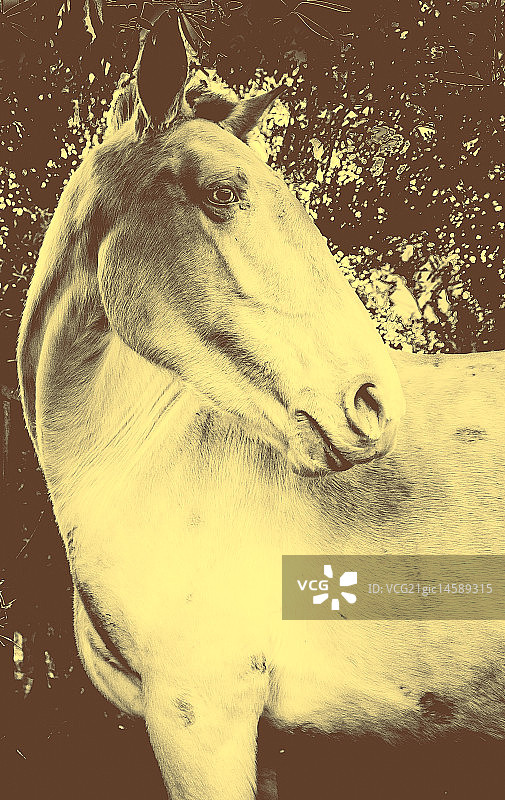 卢西塔诺马（葡萄牙）图片素材