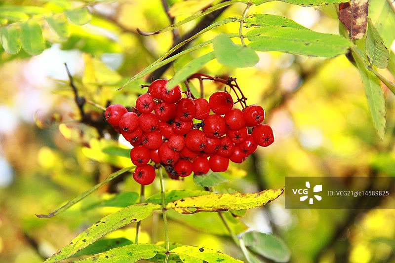 花楸浆果图片素材