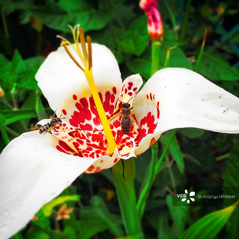 莫奈花园图片素材