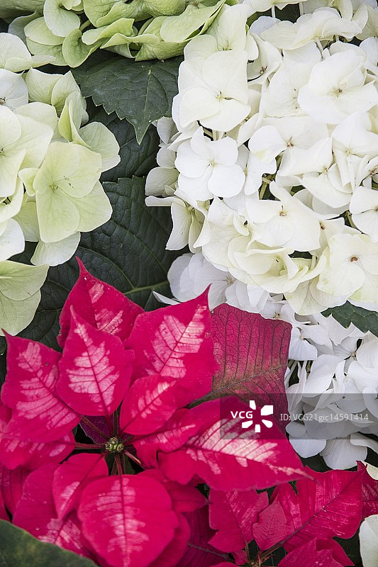 圣诞红与绣球花图片素材