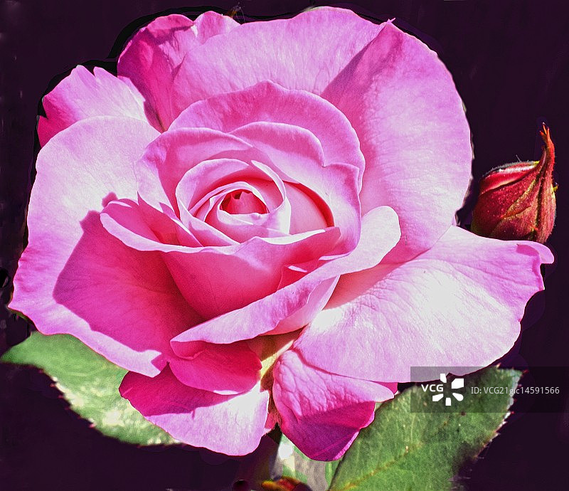 古董粉红玫瑰花蕾图片素材