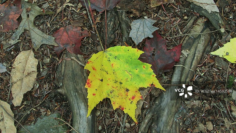 枫木色图片素材