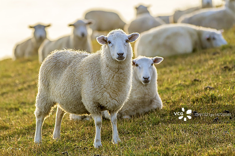 牧场上的羊群图片素材