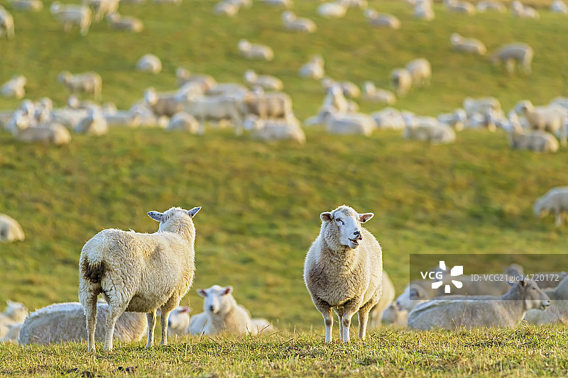 牧场上的羊群图片素材