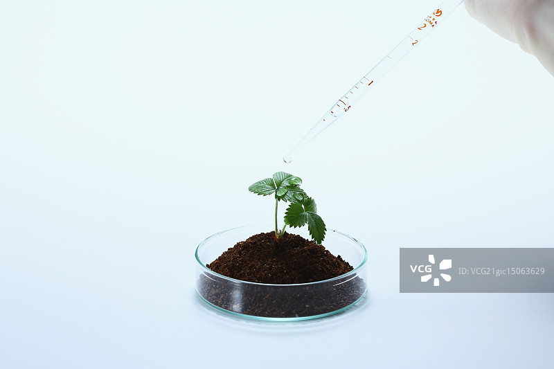 实验室培育的植物图片素材