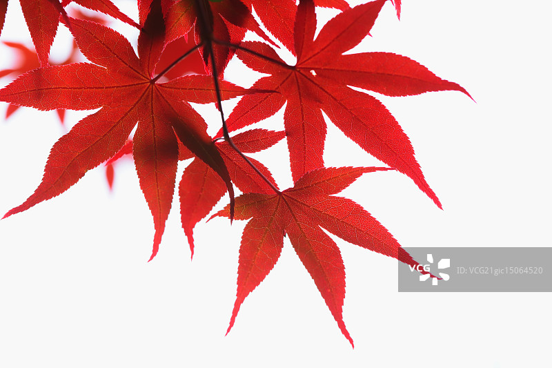 红色的枫叶图片素材