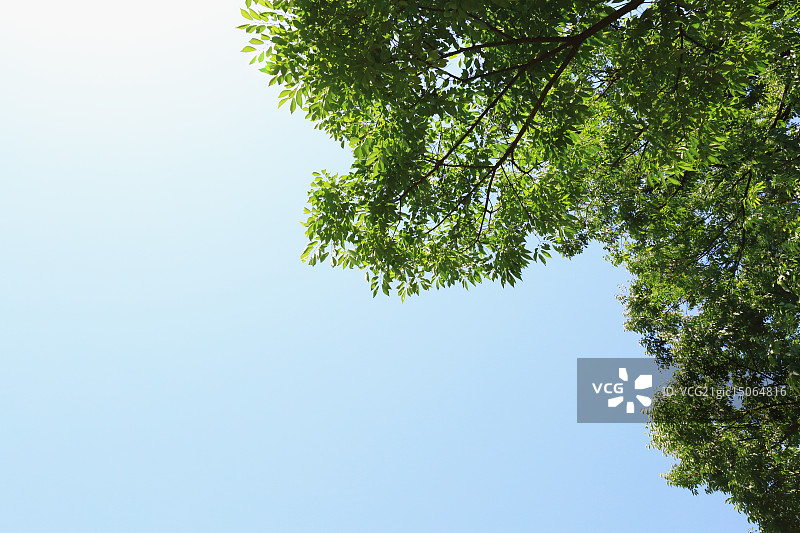 绿色的树叶图片素材