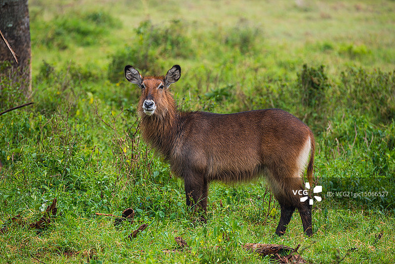 非洲肯尼亚草原野生动物图片素材