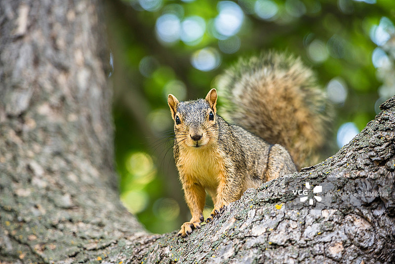 美国科罗拉多大学校园里的松鼠图片素材