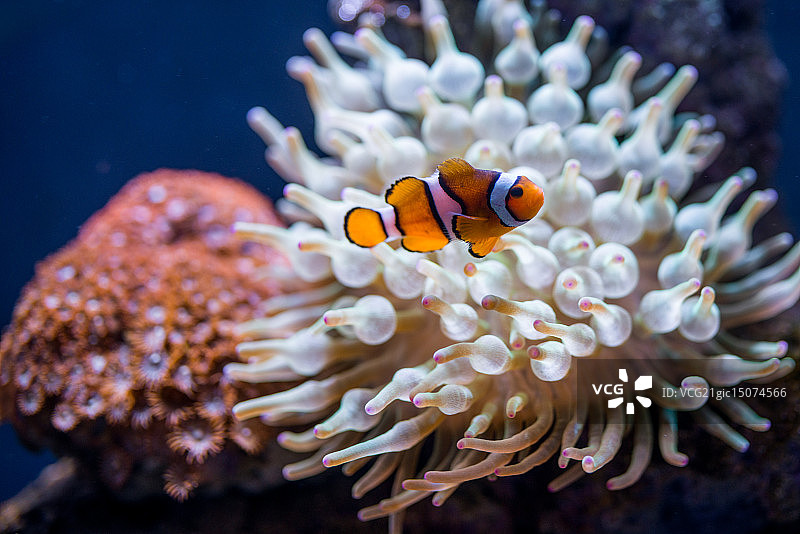 水族馆中的小丑鱼图片素材