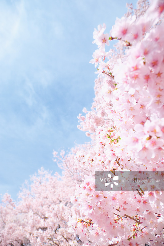樱花图片素材