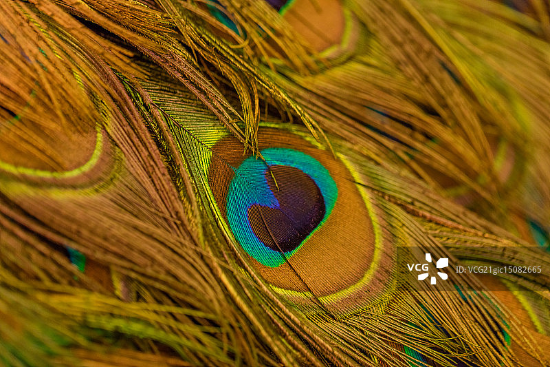 孔雀羽毛图片素材