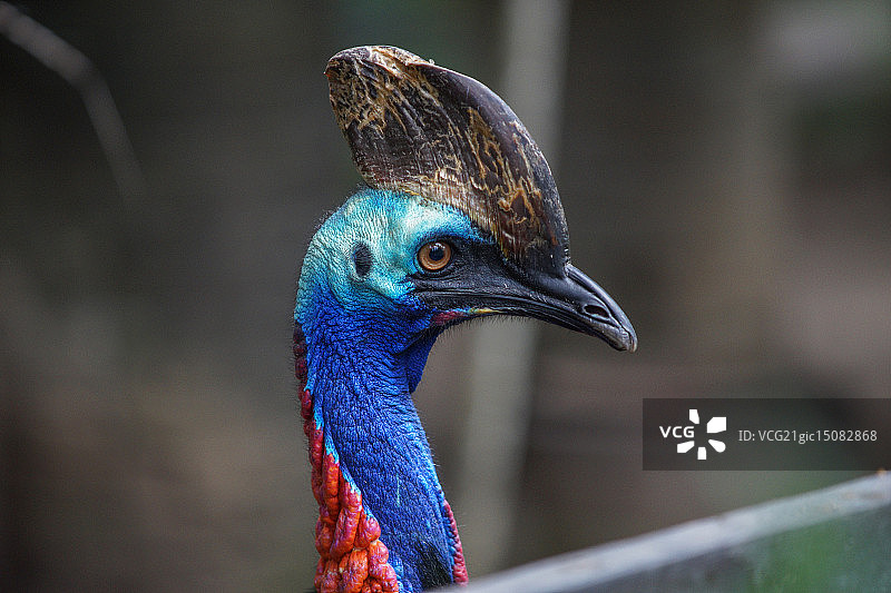 双垂鹤鸵图片素材