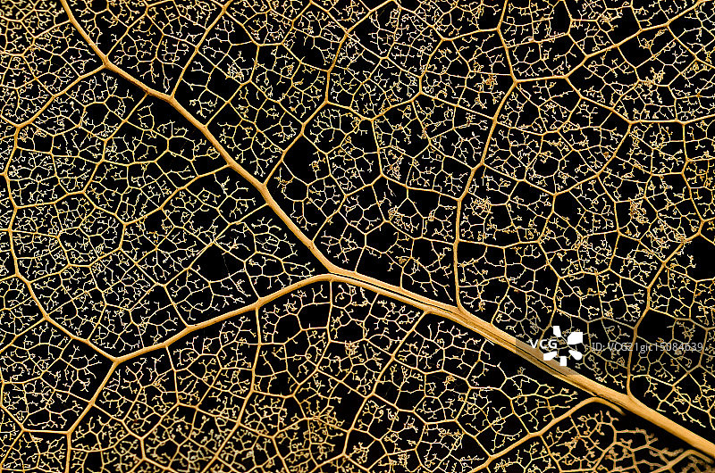 自然复杂性图片素材