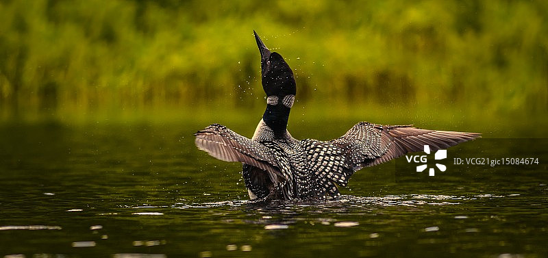 普通潜鸟图片素材