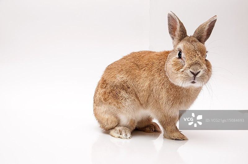 兔子图片素材