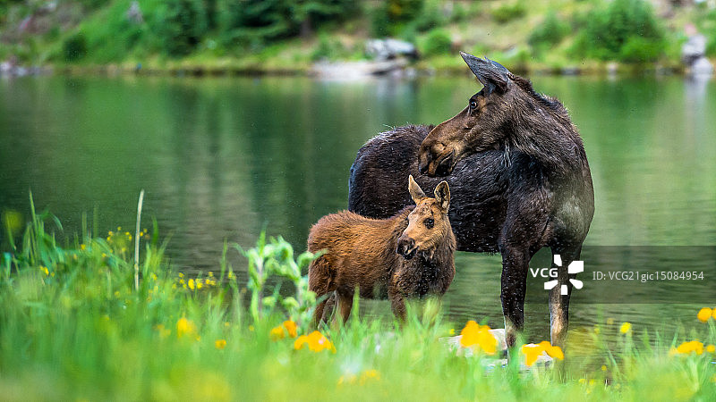 科罗拉多州阿斯彭湖岸边的雌驼鹿与幼崽图片素材