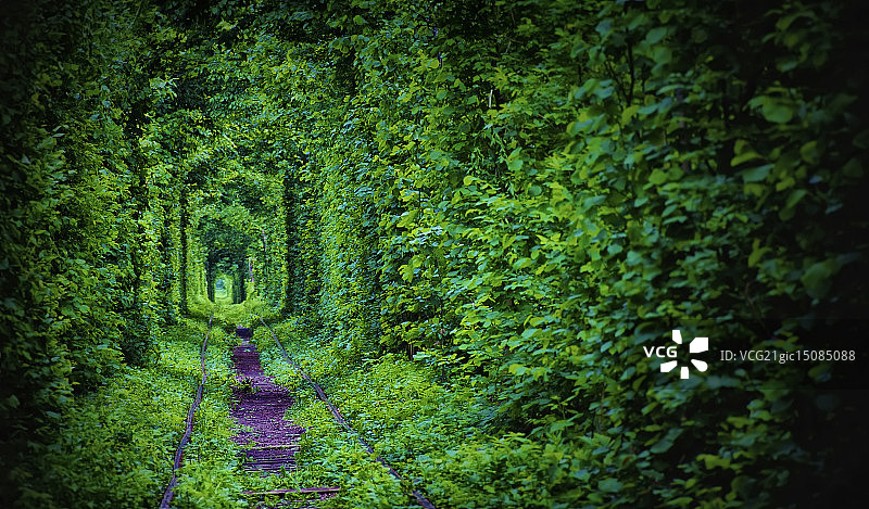 乌克兰克莱万的树篱隧道图片素材