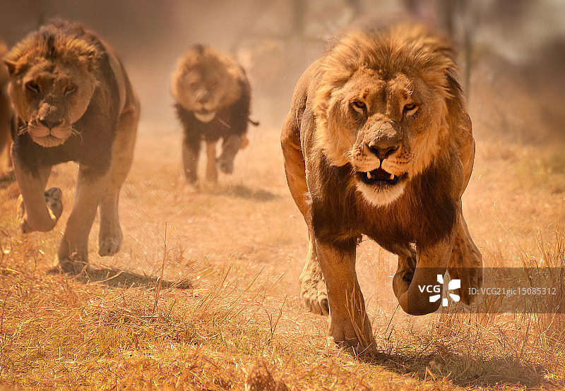 在津巴布韦奔跑的三只狮子图片素材