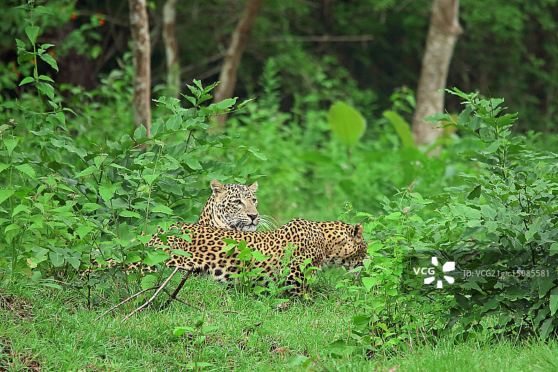 印度班迪普拉国家公园的花豹图片素材