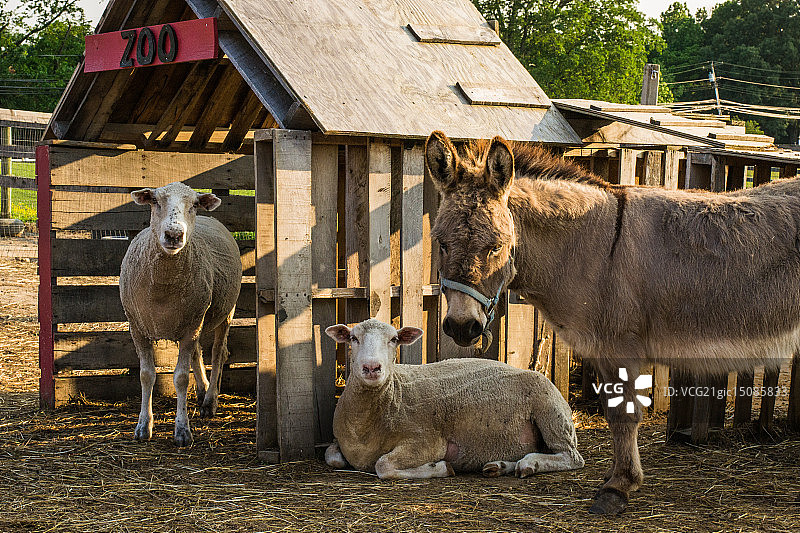 新泽西Allaire社区农场的绵羊和驴图片素材