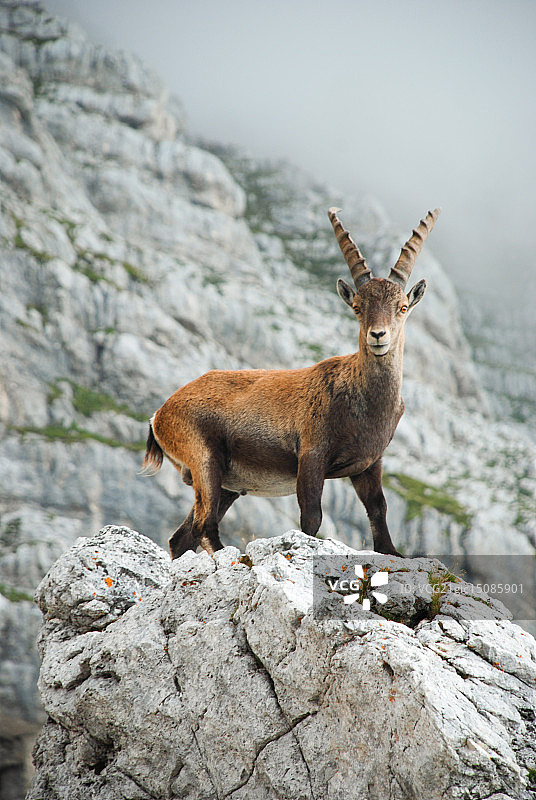 向高之王致敬图片素材
