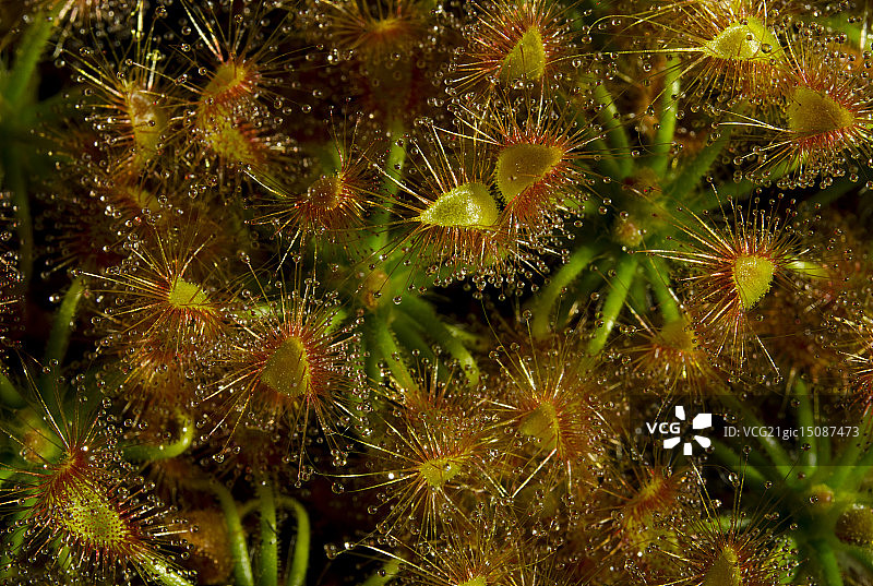 蝎子茅膏菜图片素材