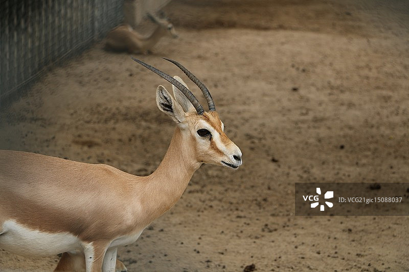 多尔卡斯瞪羚图片素材